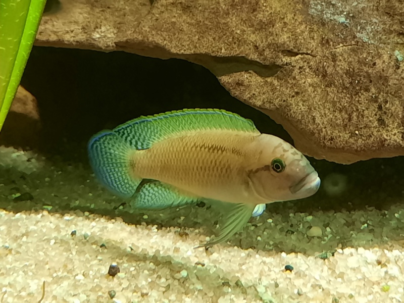 Telmatochromis cf. temporalis 'Cameron Bay'